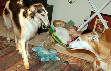 Sergei and Cooper