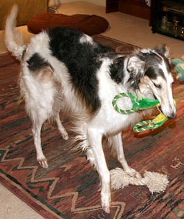 Sergei and his favorite toy