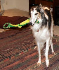 Sergei and his favorite toy