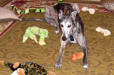 BJ and toys