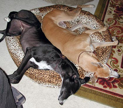 Raven and Cooper