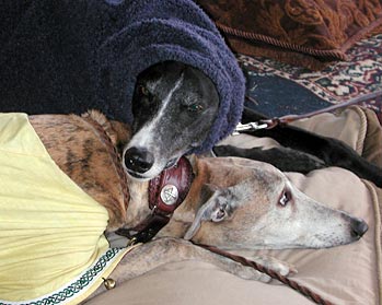 Raven and Tag