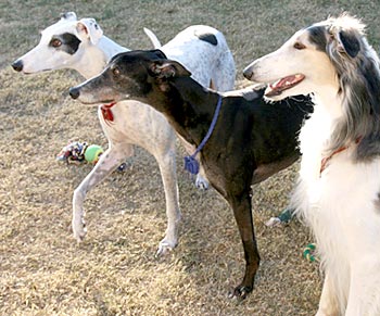 Jack, Raven, Sergei