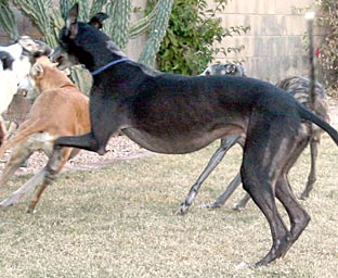 Raven and hounds