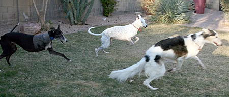Raven, Captain Jack, and Sergei 