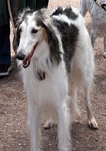 Sergei