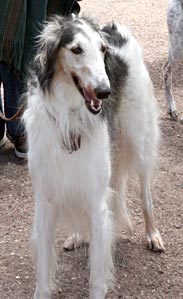 Sergei
