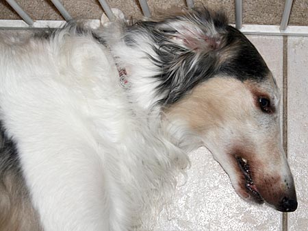 Me after the zapping - glassy-eyed with the effects of the Benadryl.