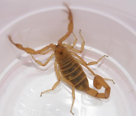 The cup says: Scorpions ONLY!