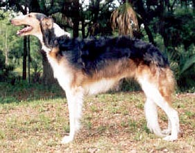 Shelley